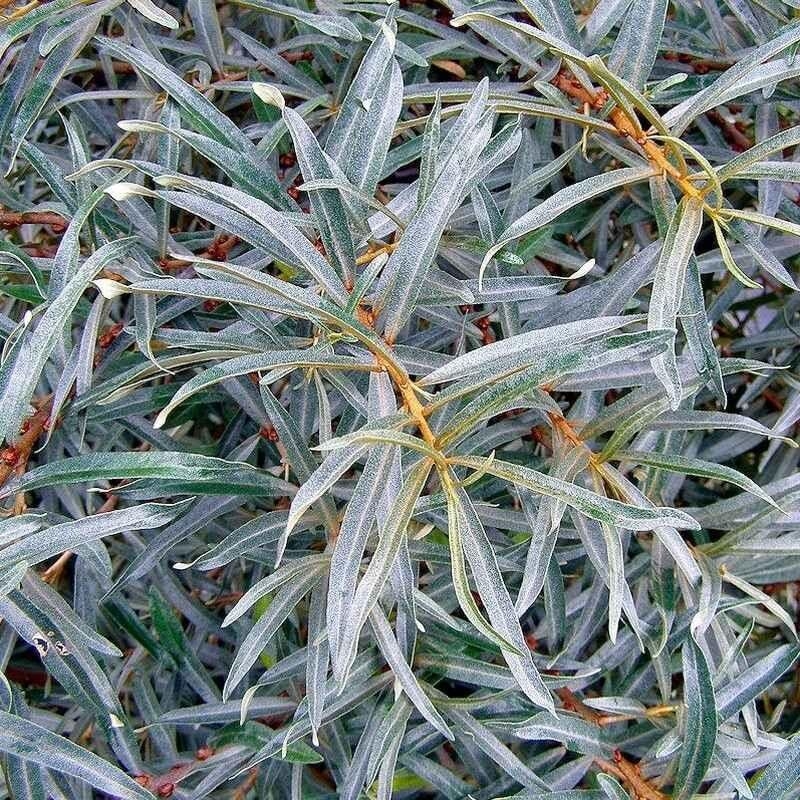 Hippophae rhamnoides 'Romeo' - Argousier mâle
