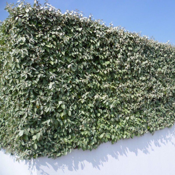 Elaeagnus ebbingei - Eleagnus ebbengei - Chalef argenté en POT