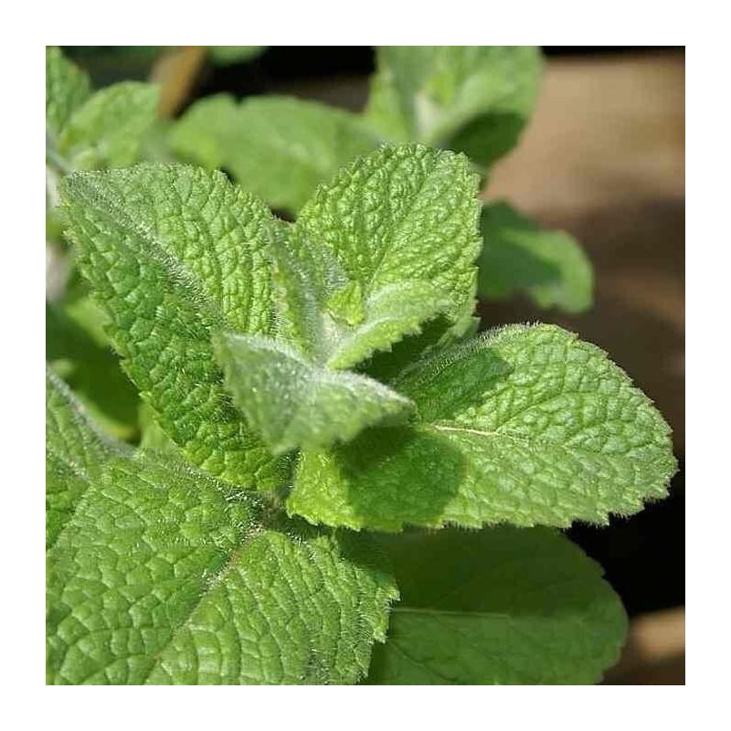 Mentha suaveolens 'Apple Mint' - Menthe pomme