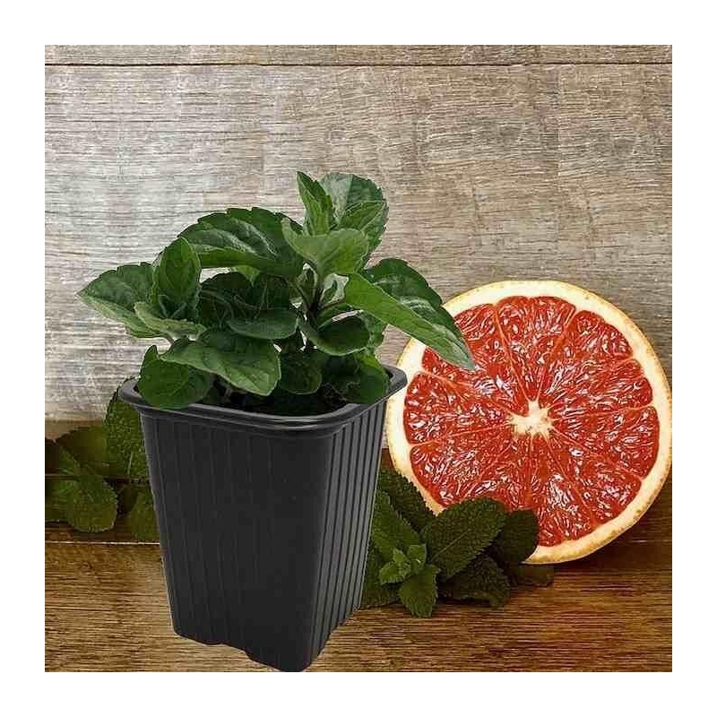 Mentha x piperita 'Citrata GrapeFruit' - Menthe pamplemousse