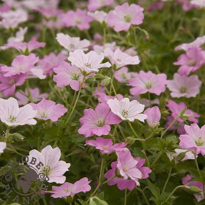 Geranium 'Dreamland'® - Géranium vivace rose tendre