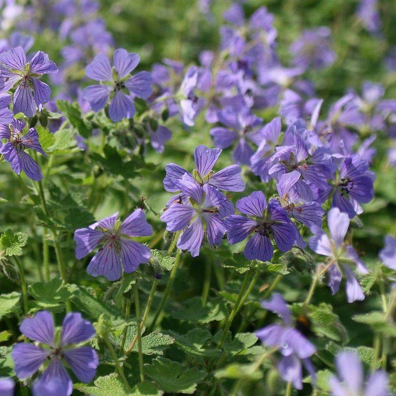 Geranium 'Philippe Vapelle' - Géranium vivace violet