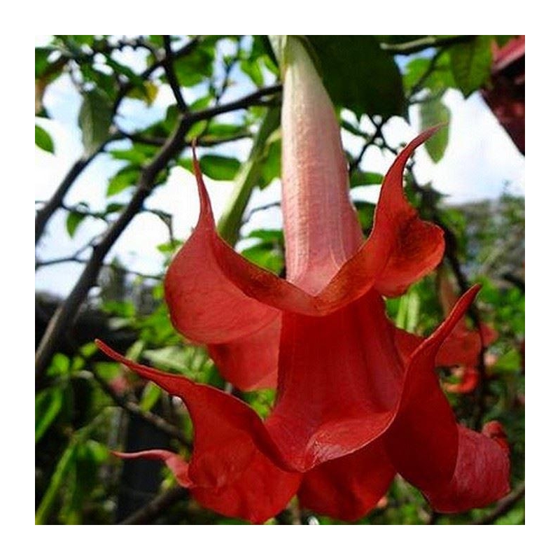 Brugmansia cordata 'Double Red' - Datura à fleurs doubles rouges