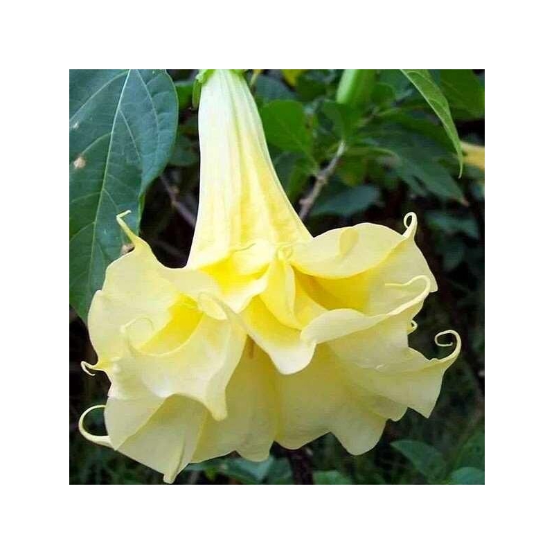 Brugmansia cordata 'Double Yellow' - Datura à fleurs doubles jaunes