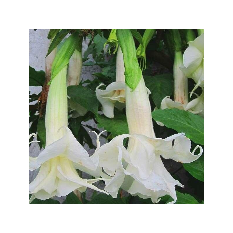 Brugmansia cordata 'Double White' - Datura à fleurs doubles blanches