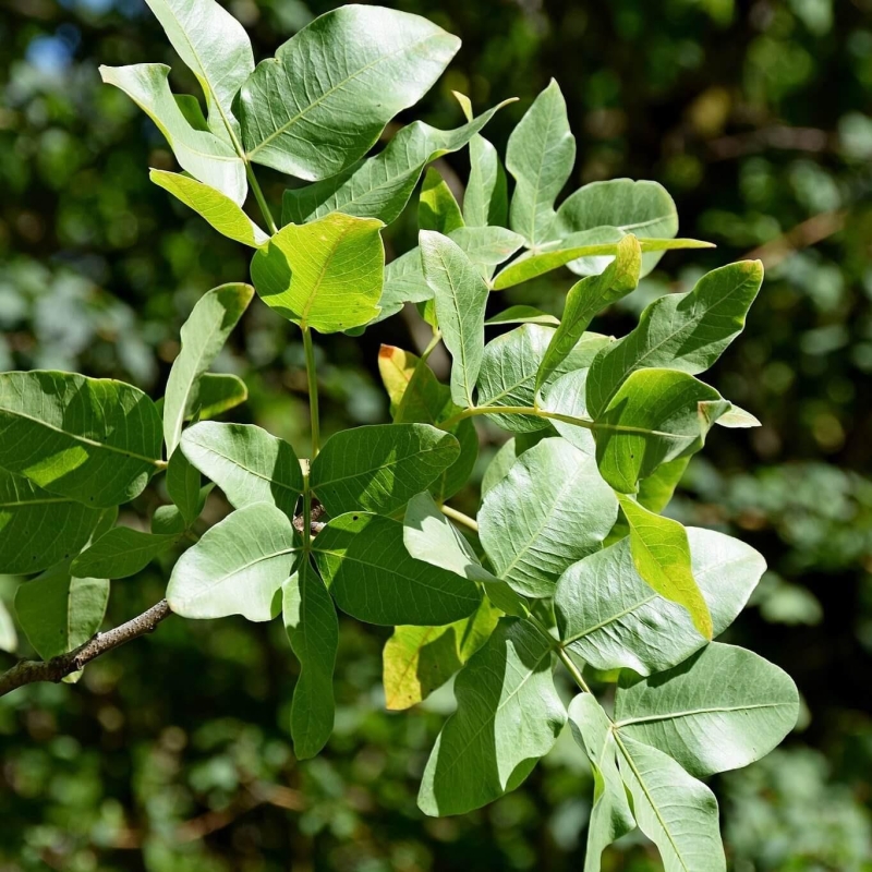 Pistacia vera - Pistachier sans distinction mâle-femelle