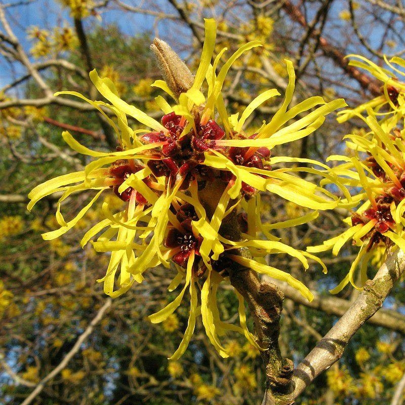 Hamamelis mollis 'Pallida' - Hamamélis de Chine - Noisetier de sorcière jaune