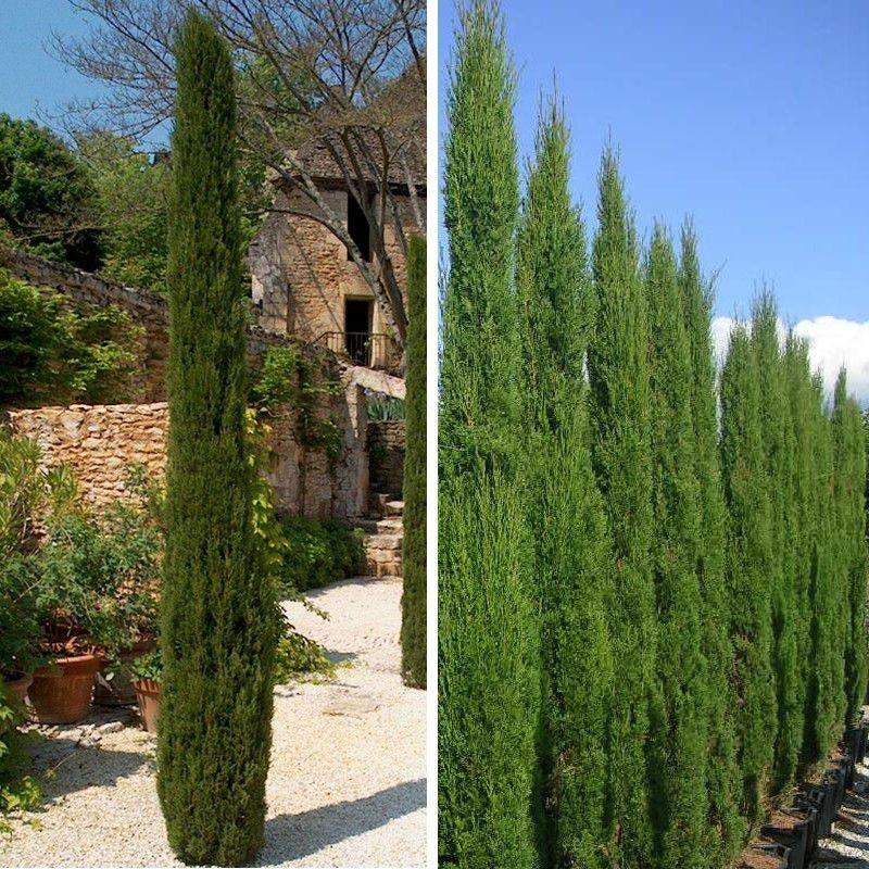 Cupressus sempervirens 'Totem' - Cyprès d'Italie