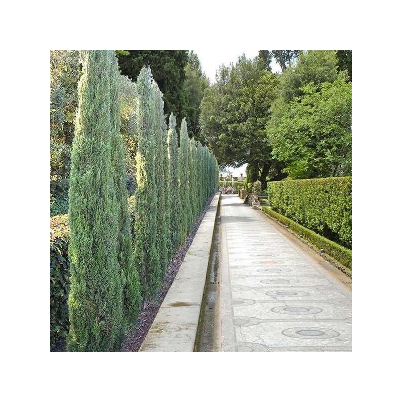 Cupressus sempervirens 'Stricta Blue' - Cyprès d'Italie bleu de Provence