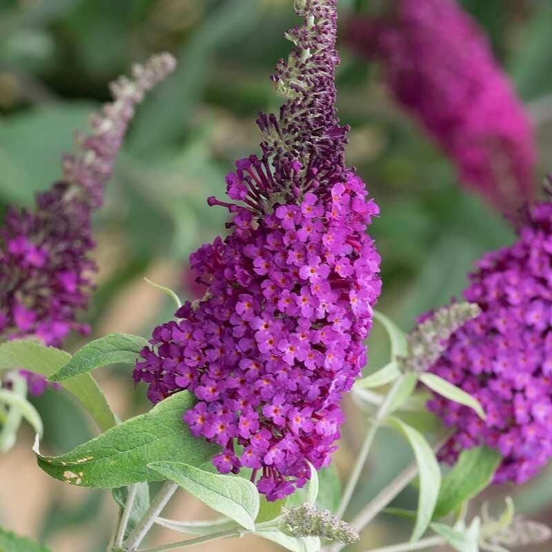 Buddleia davidii Buzz 'Magenta Improved'® - Petit arbre aux papillons rouge violacé