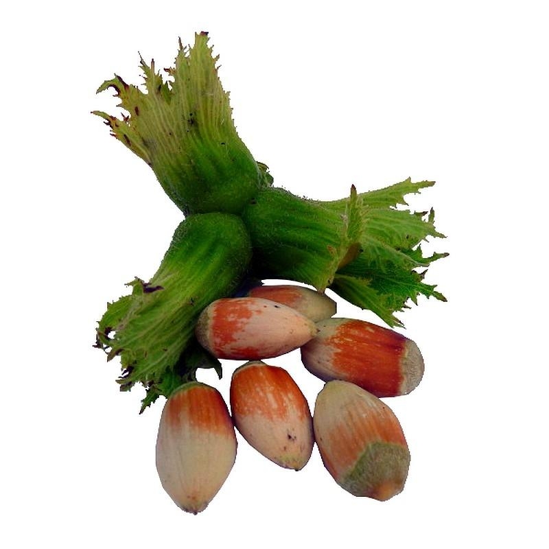 Corylus avellana 'Bergeri' - Noisetier Louis Berger - Noisette bergère