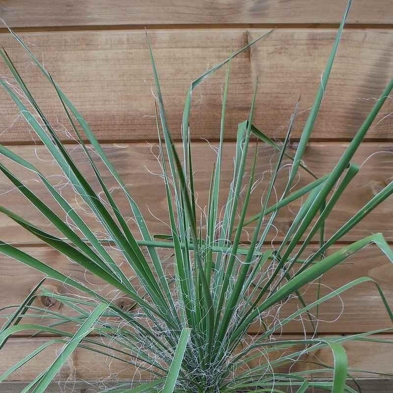 Yucca constricta - Yucca de Buckley à bord blanc