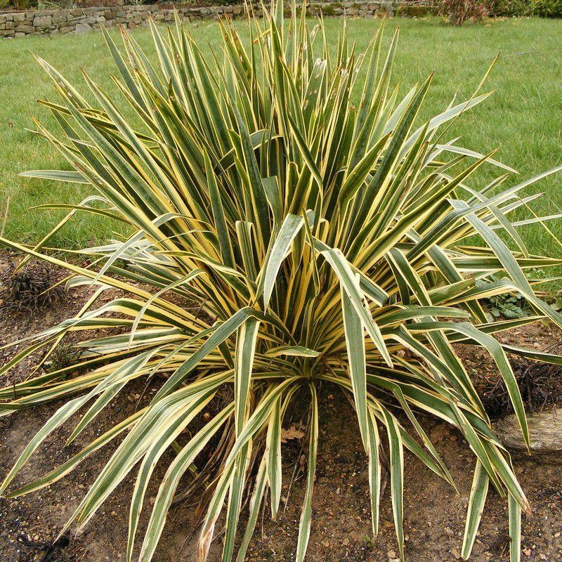 Yucca filamentosa 'Bright Edge' - Yucca filamenteux panaché