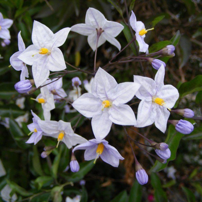 Solanum jasminoides 'Bleu' - Morelle faux-jasmin grimpante