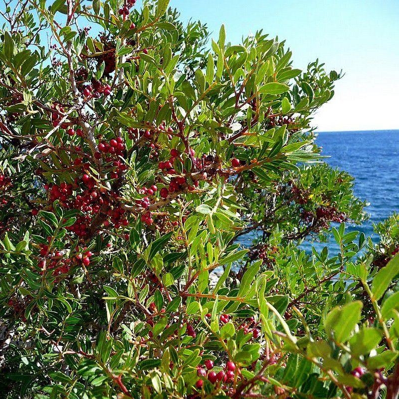 Pistacia lentiscus - Pistachier lentisque - Arbre à mastic