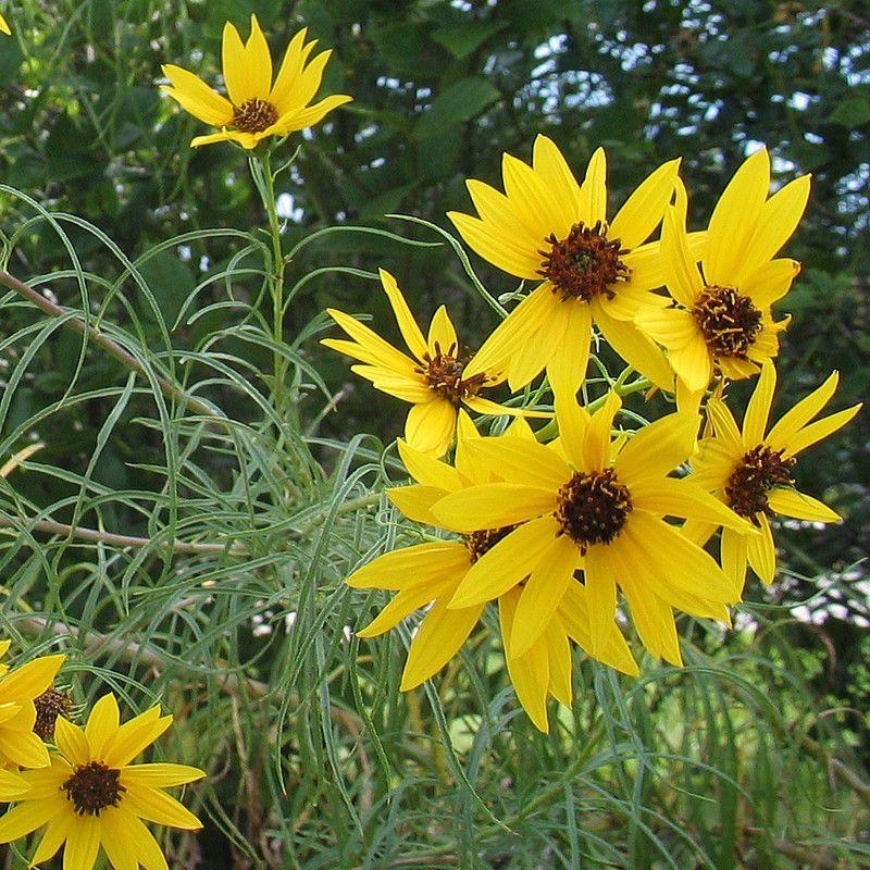 Helianthus salicifolius - Heliante jaune - Soleil à feuilles de saule