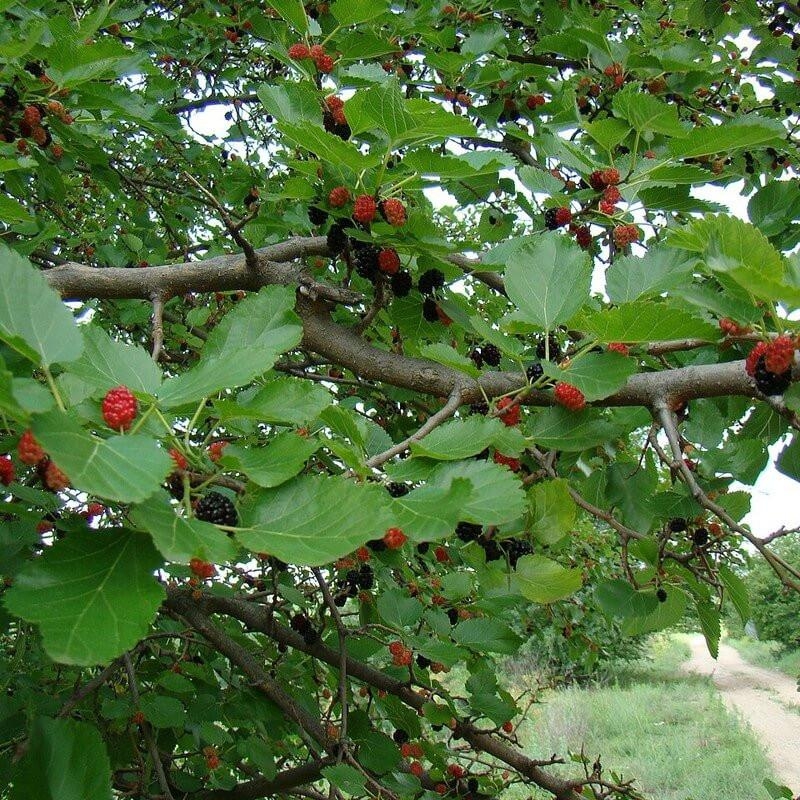 Morus alba - Mûrier blanc
