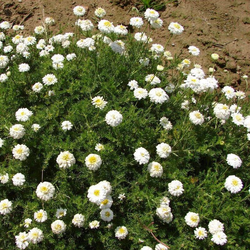Chamaemelum nobile 'Ligulosum' - Camomille romaine aromatique