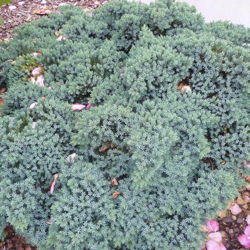 Juniperus squamata 'Blue Star' - Genévrier écailleux rampant bleu