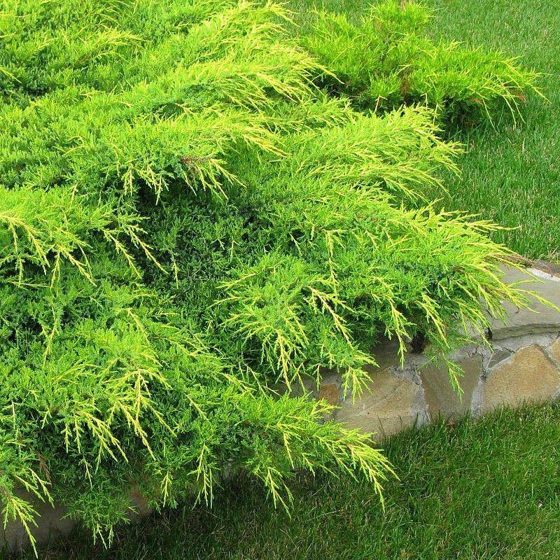 Juniperus media 'Pfitzeriana Aurea' - Genévrier de Pfitzer jaune rampant