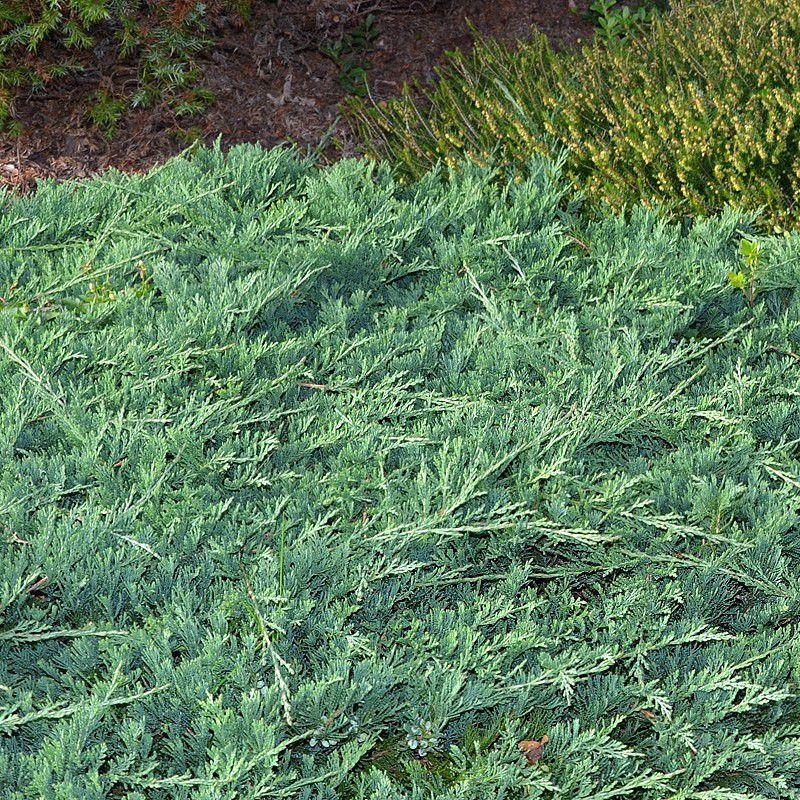 Juniperus horizontalis 'Blue Chip' - Genévrier horizontal bleu