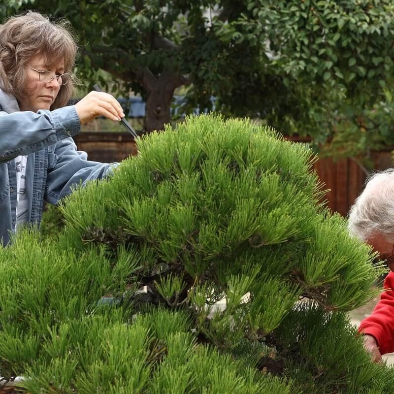 Pinus thunbergii - Pin noir du Japon