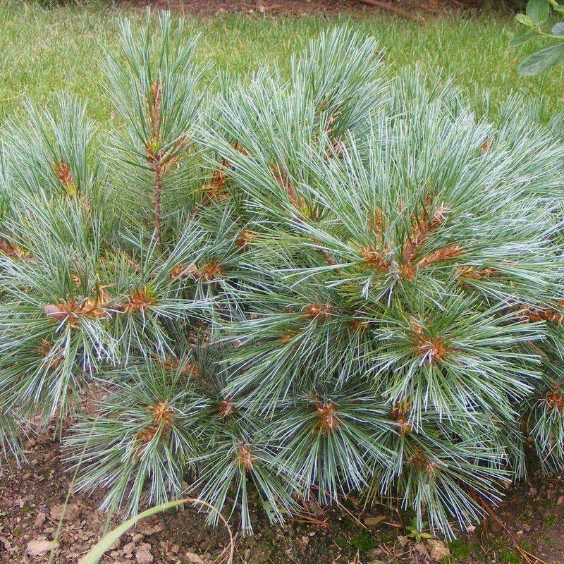Pinus strobus 'Nana' - Pin nain des rocailles