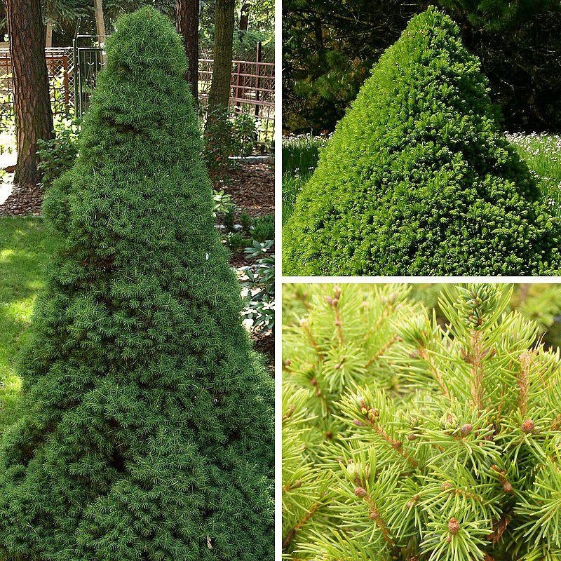 Picea glauca 'Conica' - Epicéa glauque en cône - Sapinette blanche