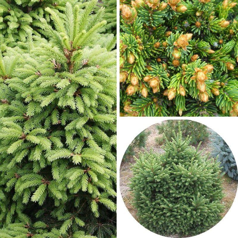 Picea abies 'Ohlendorfii' - Epicea d'Ohlendorf - Sapin buisson
