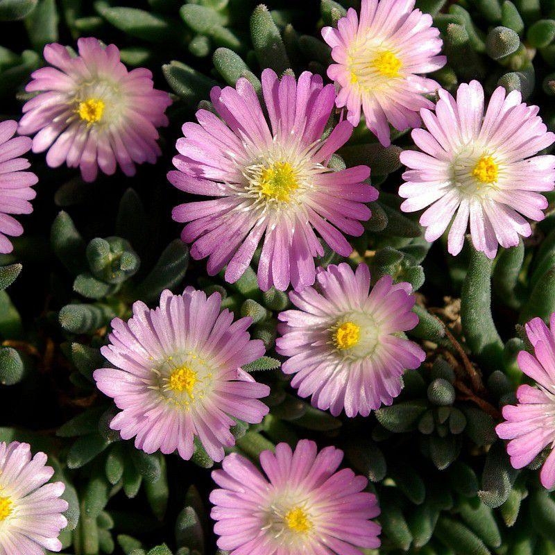 Delosperma cooperi 'Rosequarts'® - Pourpier de Cooper "Perle du Désert" - Delosperme rose