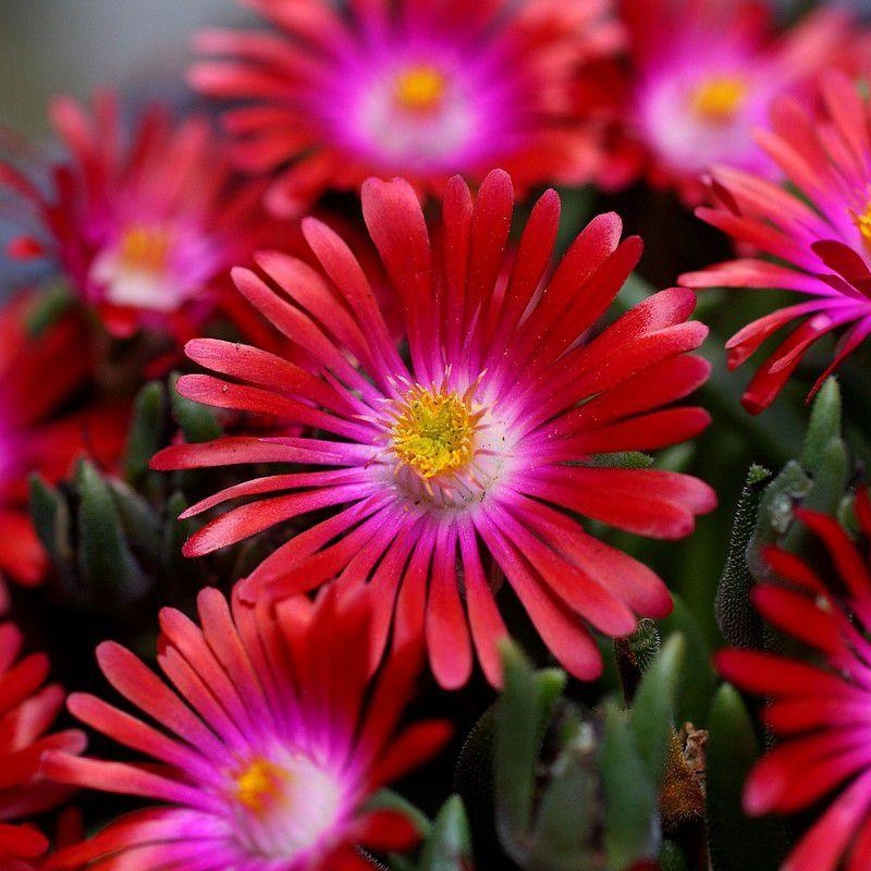 Delosperma cooperi 'Garnet'® - Pourpier de Cooper "Rubis du Désert" - Delosperme rouge