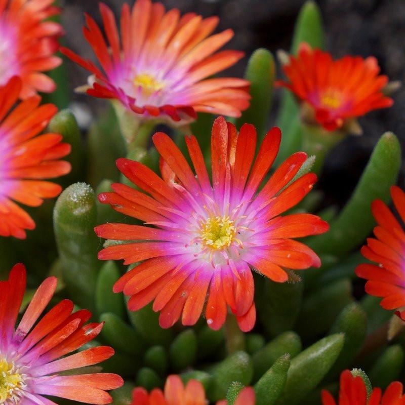 Delosperma cooperi 'Sunstone'® - Pourpier de Cooper - Delosperme orange