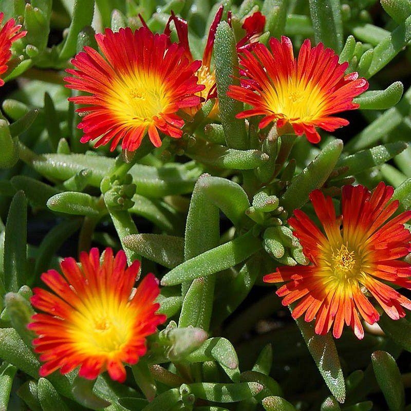 Delosperma 'Fire Wonder'® - Pourpier merveille de feu - Delosperme rouge et jaune