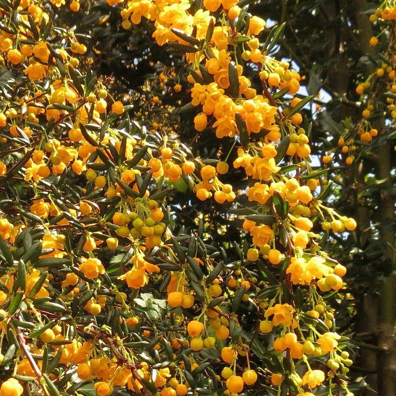 Berberis stenophylla - Vinettier - Epine-vinette pour haie