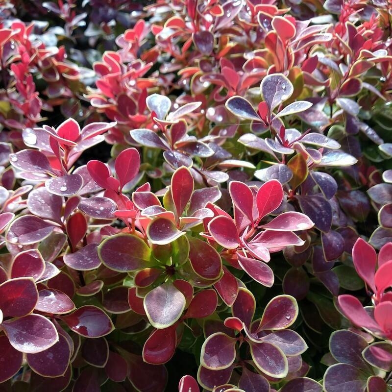 Berberis thunbergii 'Ruby Star' - Epine-vinette naine