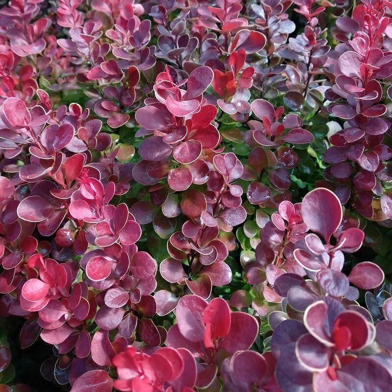 Berberis thunbergii 'Red Tower' - Epine-vinette érigée