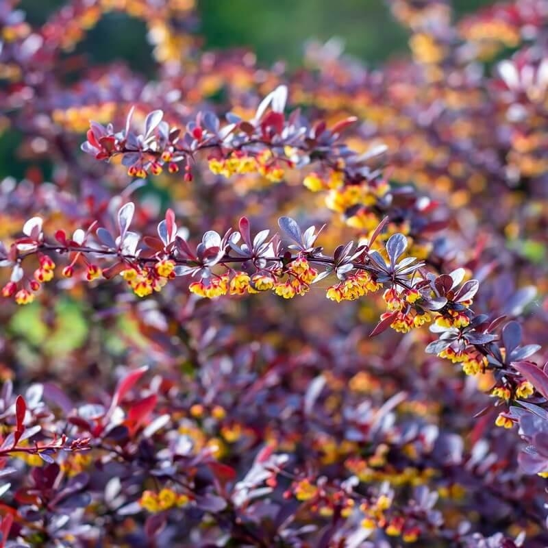 Berberis thunbergii 'Concorde' – Vinettier - Epine-vinette pourpre