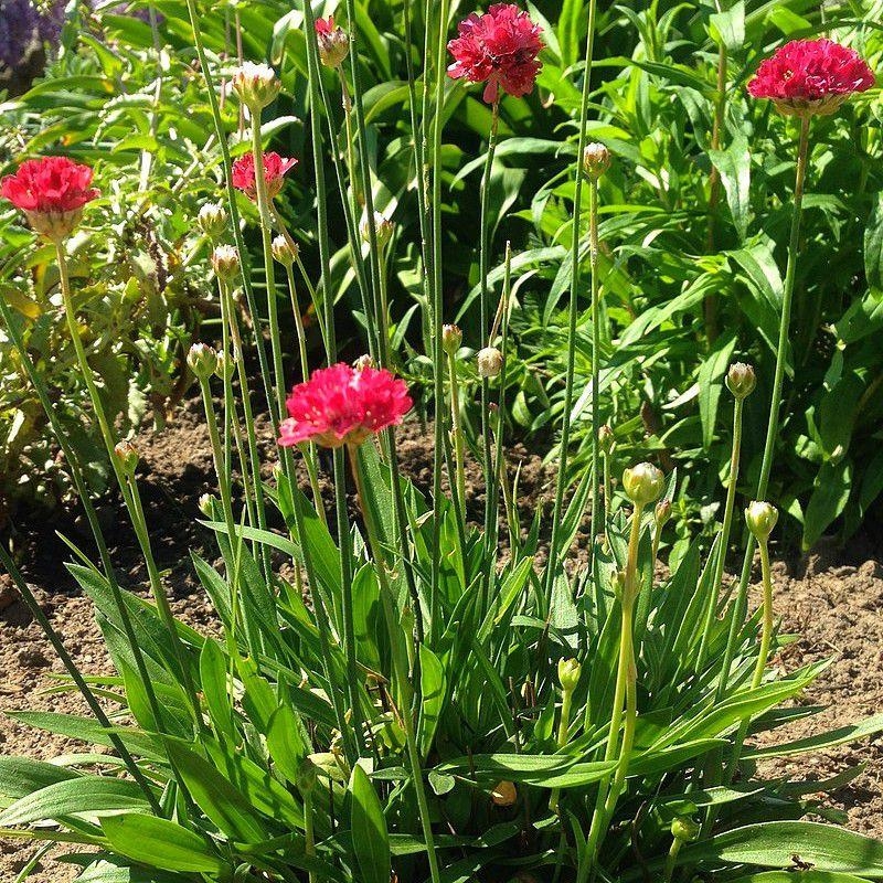 Armeria pseudarmeria 'Joystick Red' - Gazon d'Espagne rouge