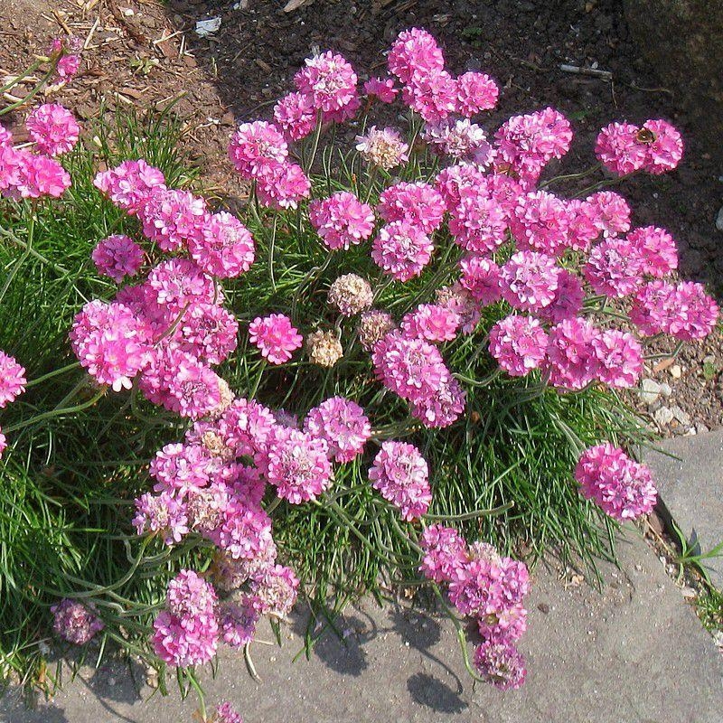 Armeria maritima 'Armanda Rose' - Gazon d'Espagne rose