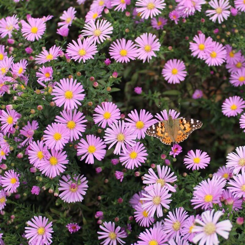 Aster dumosus 'Marjorie' - Aster d'automne nain mauve