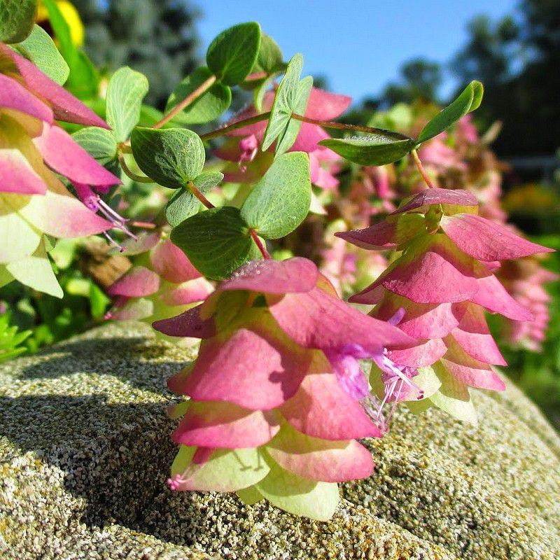 Origanum rotundifolium 'Kent Beauty' - Origan ornemental