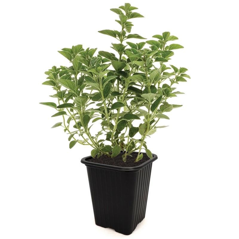 Origanum vulgare - Origan - Marjolaine vivace