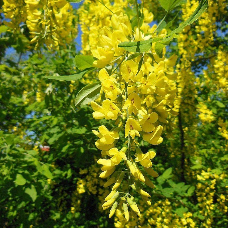 Laburnum anagyroides - Cytise commun - Aubour jaune