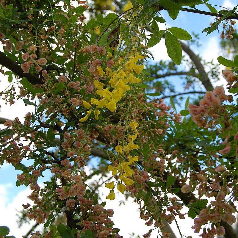 Laburnocytisus adamii - Cytise bicolore de Adam