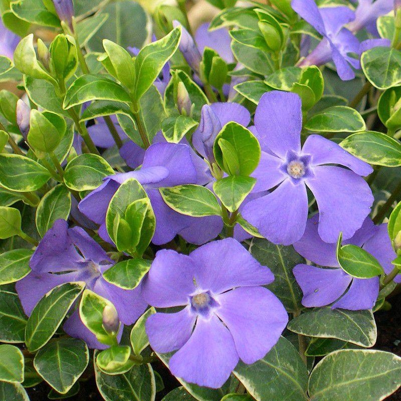 Vinca major 'Variegata' - Pervenche panachée couvre-sol