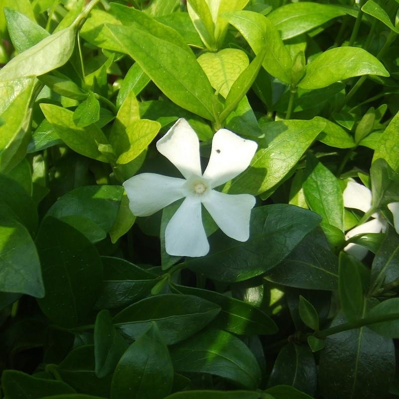 Vinca minor 'Alba' - Petite Pervenche couvre-sol blanche