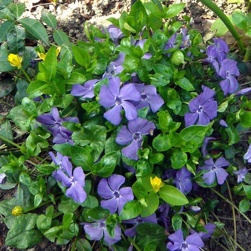 Vinca minor - Petite Pervenche couvre-sol bleue