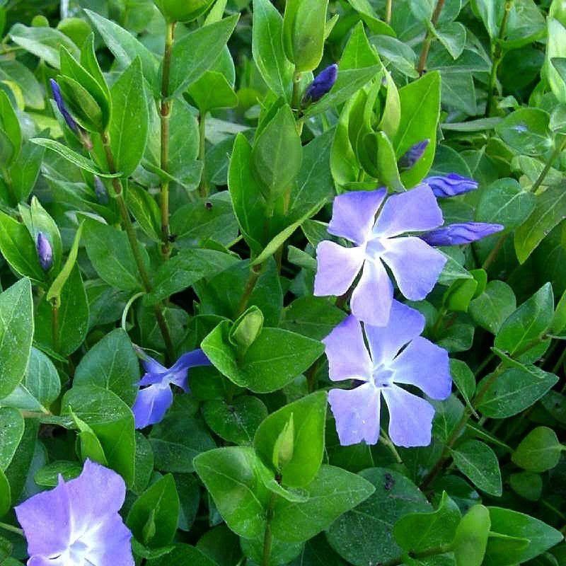 Vinca major - Grande Pervenche rampante bleue