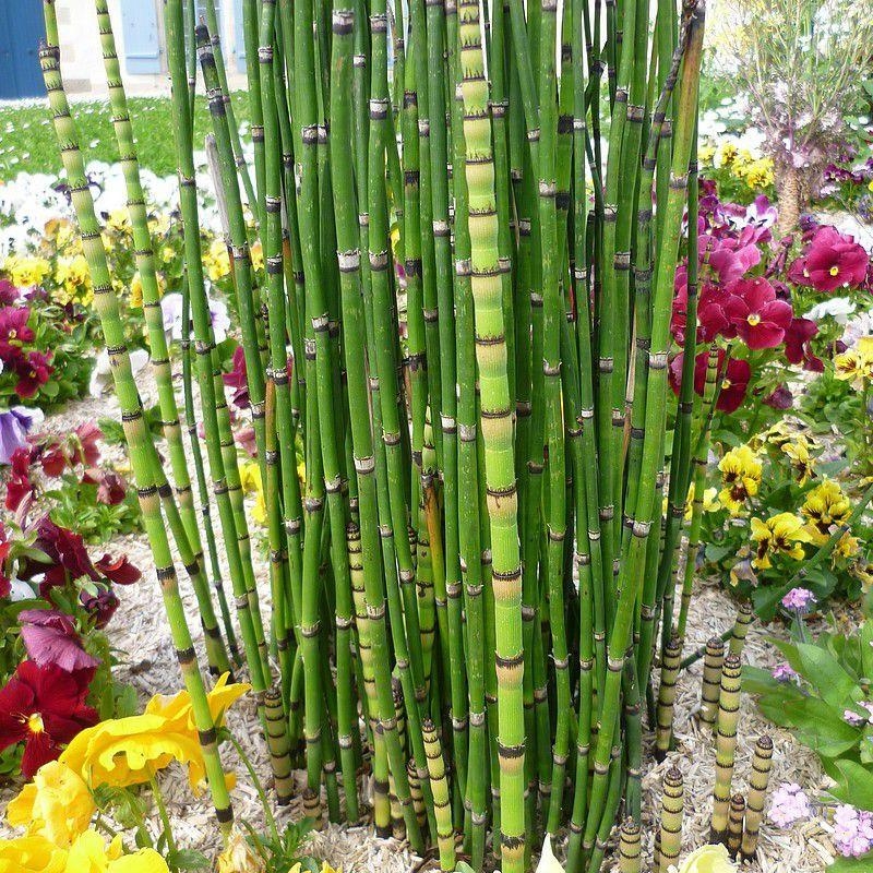 Equisetum japonicum - Prêle japonaise graphique