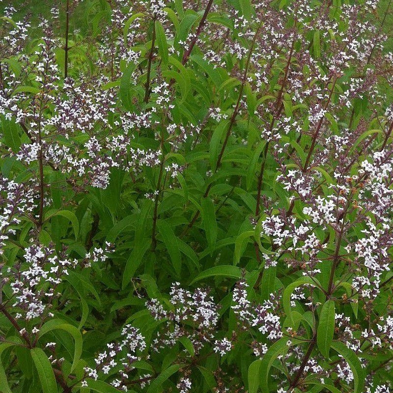 Lippia citriodora - Aloysia citrodora - Verveine citronnelle